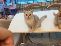 -泰国佛·塔罗·泰牌狐仙古曼