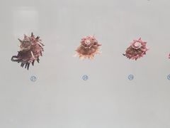 -青岛贝壳博物馆