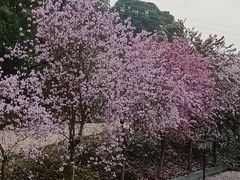 -南宁良凤江国家森林公园