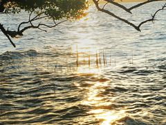 -宝安西湾红树林湿地公园