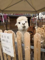 -萌宠亲子动物乐园(槐房万达店)