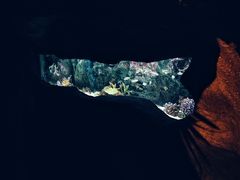 -暹罗海洋世界