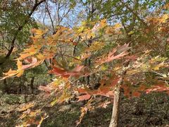 -北京西山国家森林公园