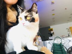 -平行世界·猫咖(首经贸店)