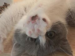 -Pets First伊珊娜洗护·精致美容·家庭式寄养(新会路店)