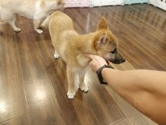 -柯斗斗主题餐厅·狗咖·围炉煮茶·茶饮(国瑞升平里店)