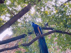 -J Create城市露营咖啡·简餐·宠物(上海动物园店)