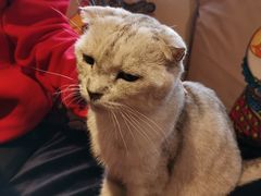 -more than meow吴止猫主题餐厅(承德 中船汇店)