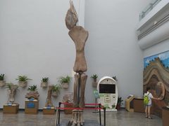 -自贡恐龙博物馆