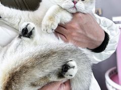 -青奢宠物·青奢猫舍