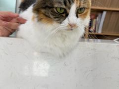 -东莞宠友24H宠物中心医院·转诊夜诊·异宠(新河北路院)