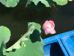 -荷塘月色湿地公园·向阳花洲