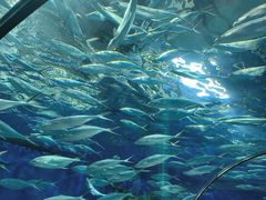 -上海海洋水族馆