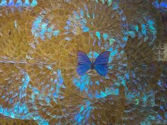 -上海昆虫博物馆