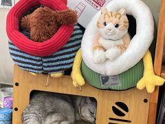 -爱妮康宠物医院·干细胞免疫细胞·肿瘤·心脏(张江店)