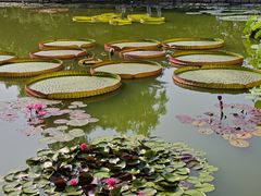 -国家植物园南园