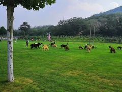 -大连铭湖国际观光牧场