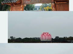 -荷花大观园