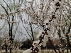 -永定河休闲森林公园