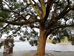 -西湖外事游船(花港观鱼码头)