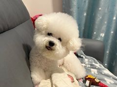 -美联众合动物医院·24h京西诊疗中心