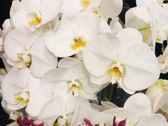 -双季花艺园艺市场(浦东店)