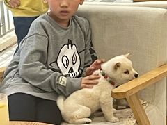 -柴犬小屋·柴餐厅·狗咖食堂(金鼎广场店)