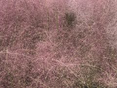 -何记花甲(印象城店)