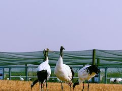 -盐城丹顶鹤湿地生态旅游区