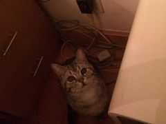iphone_upload_pic-Bastet sally猫舍购宠(静安店)