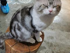 -more than meow吴止猫主题餐厅(承德 中船汇店)