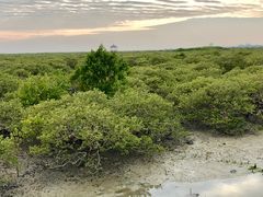 -北海金海湾红树林生态旅游区