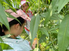 -南汇新场正宗水蜜桃采摘