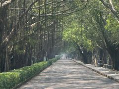 -大湾区中央湿地公园