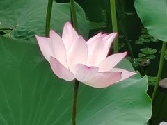 -荔湾湖公园