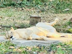 -清迈夜间动物园