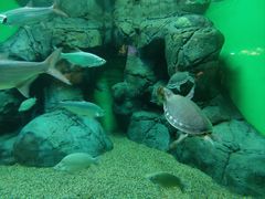 -上海海洋水族馆