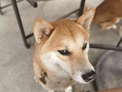 -柴犬高等学院·狗咖·柴犬售卖·宠物训练