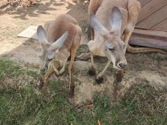 -泉州海丝野生动物世界