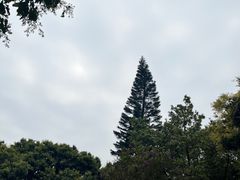 -大屏嶂森林公园