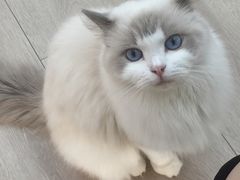 -瞄一喵猫咖(格力海岸店)