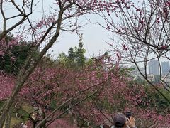 -重庆彩云湖湿地公园
