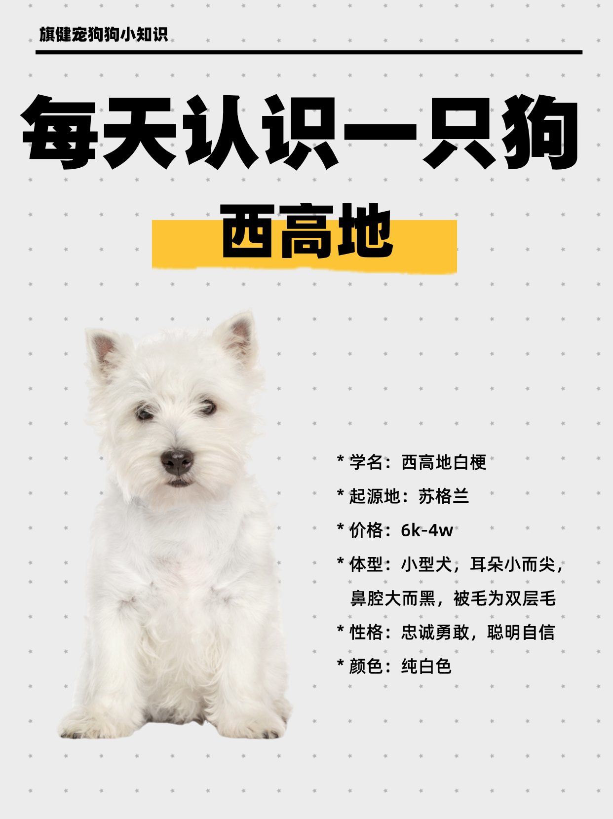 西高地白梗犬🐶来自苏格兰的小精灵