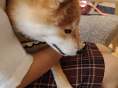 -南京Hallo宠物乐园·哈罗犬舍·柴犬繁育基地