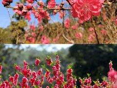 -桃花涧