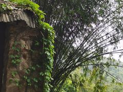 -南山植物园
