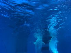 -海合安成都极地海洋公园