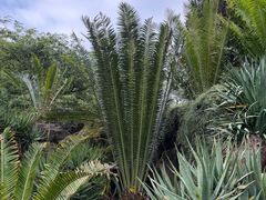 -墨尔本皇家植物园
