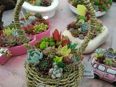 -龙大花卉苗木市场