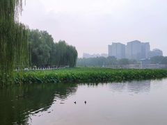 -莲花池公园